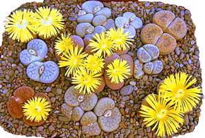 lithops